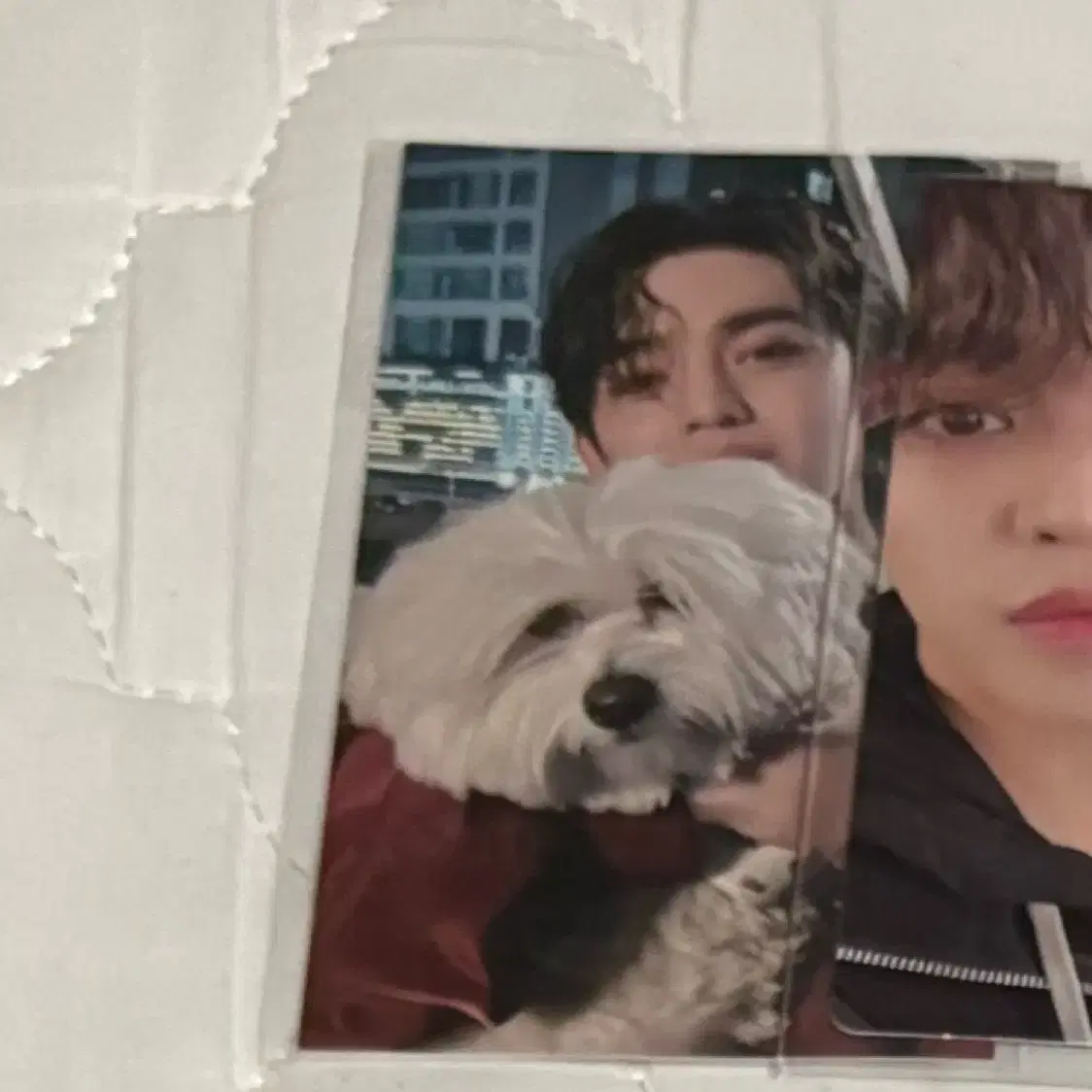 세븐틴 에스쿱스 오사카돔 회장한정 꾸마 포카 양도