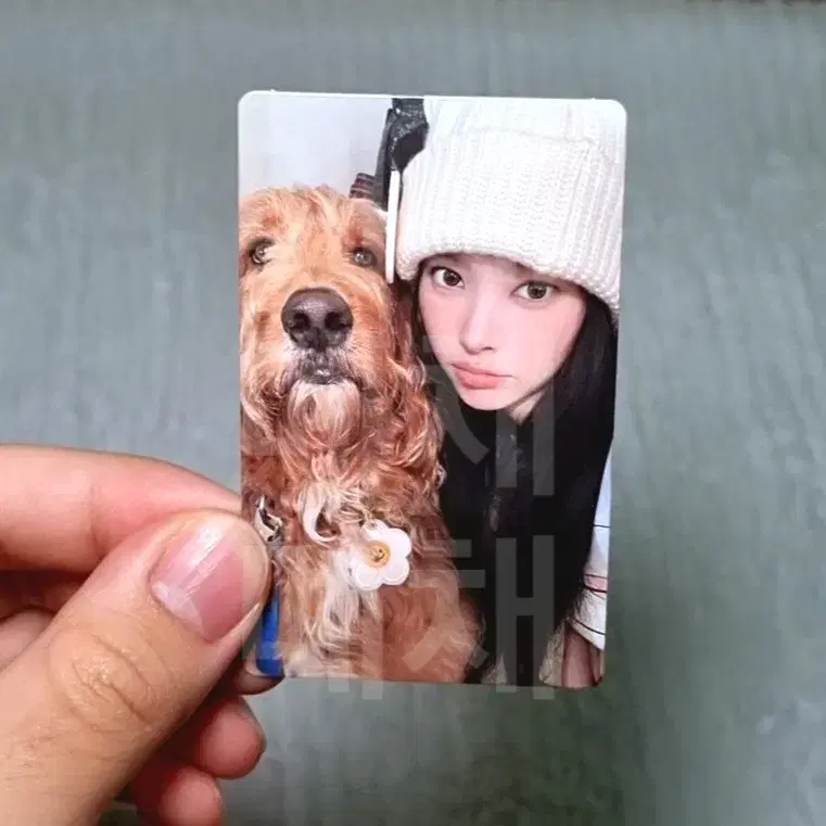 아일릿 윤아 '잇츠미' PAW PAW Ver. 앨범 포카